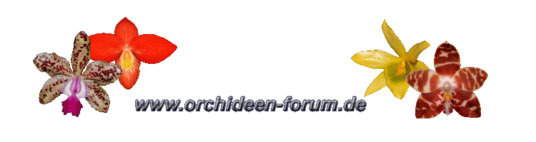 Orchideen-Forum - Powered by vBulletin